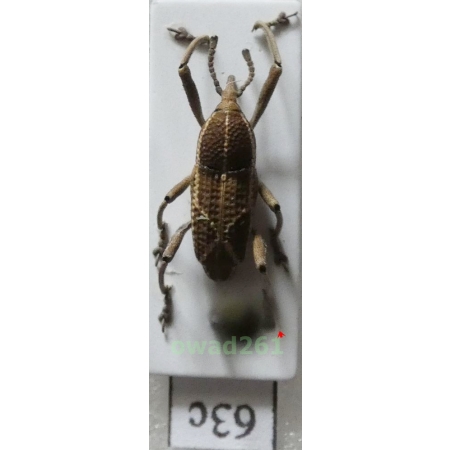 Cryptoderma sp. C.Ritsema, 1885 Philippines63c